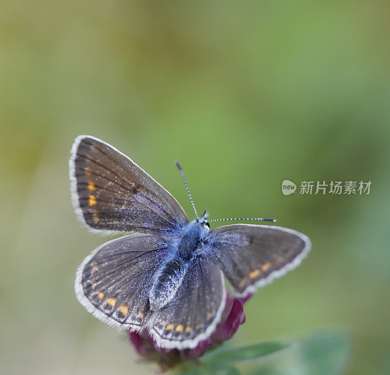 常见的蓝蝴蝶(Polyommatus icarus)雌性